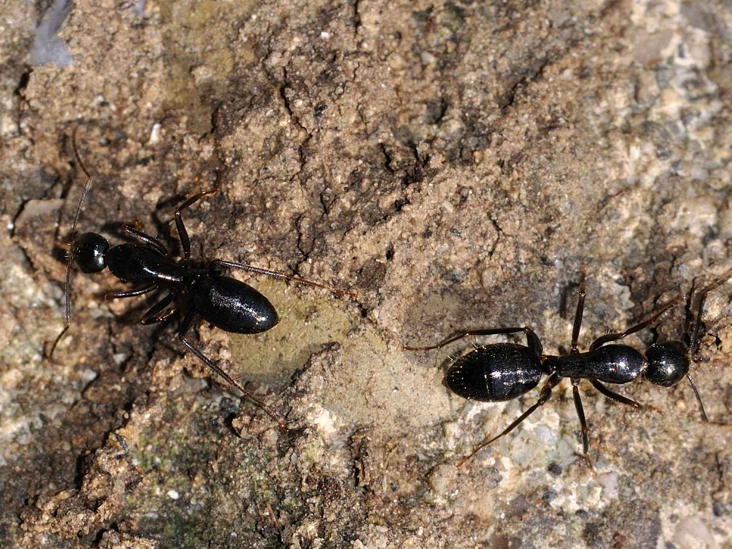 Formicidae - Camponotus sp. (operaie minori)